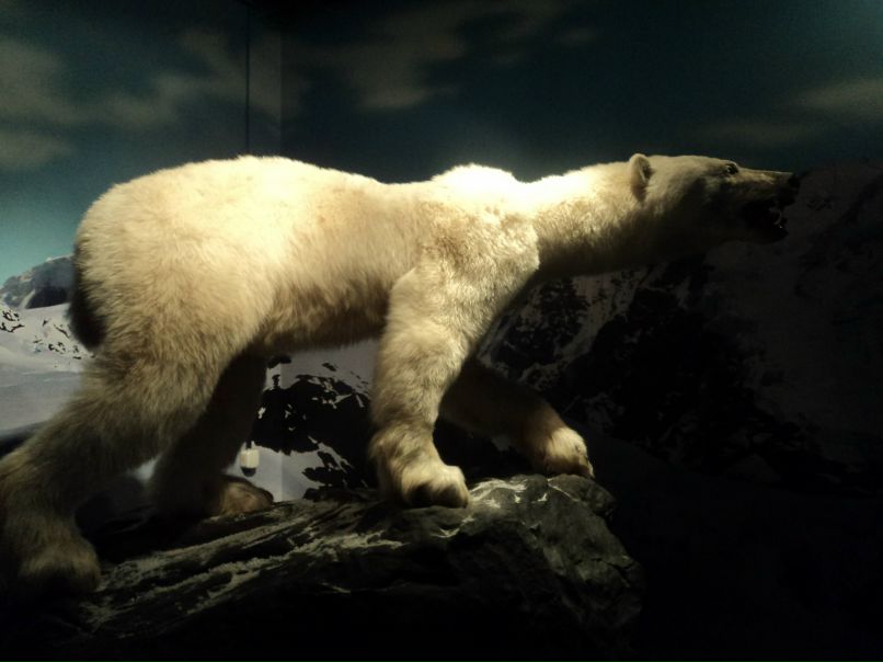 Михаил Ботнарь фотография #7