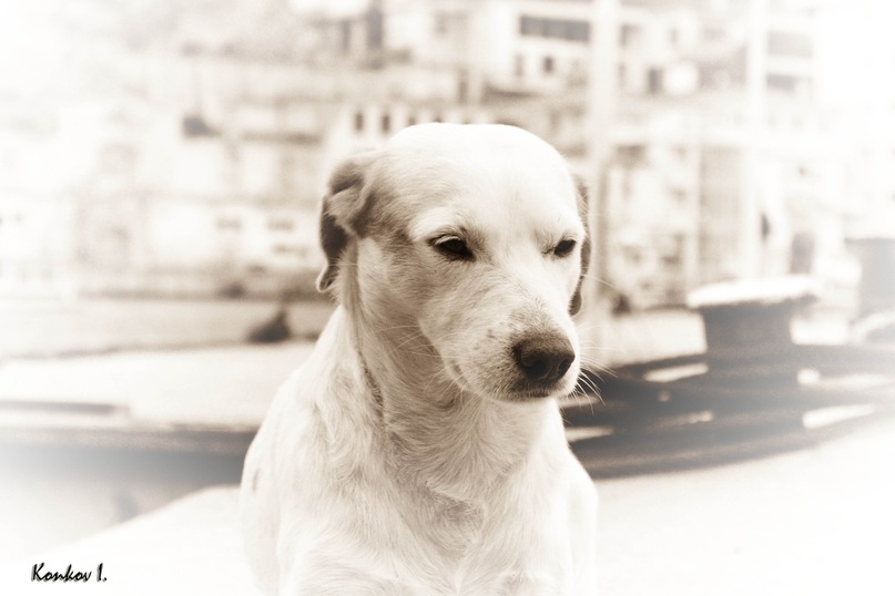 Иван Конков фотография #26