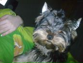 Фотография Аревой Анны