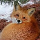 Фотография Лиса Лёшки