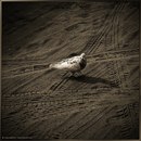 Юрій Ковальський фотография #18 (источник - https://vk.com/id132603403)