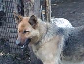 Фотография Бормотина Николая