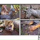 Тоха Трофімов фотография #25 (источник - https://vk.com/id85663620)