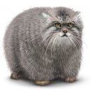 Свин ^_^ фотография #32 (источник - https://vk.com/id60082165)