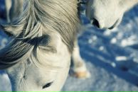 Фотография Миронец Юли