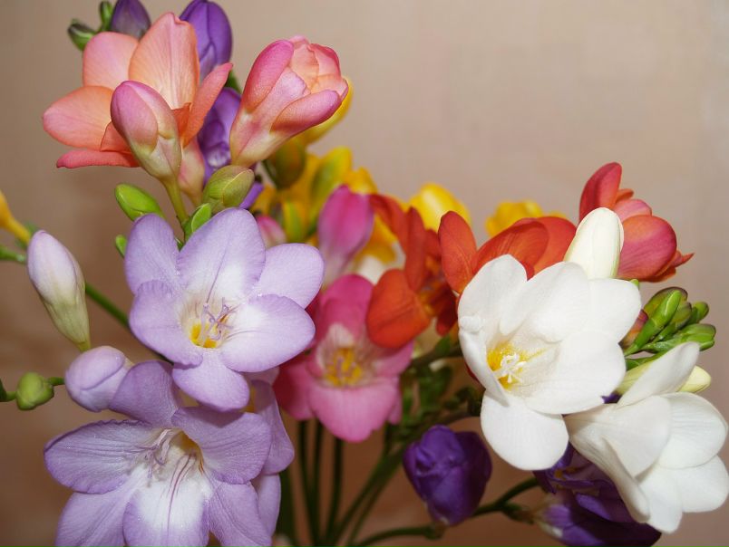 Ольга Попова фото №5