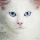 Іра Луців фотография #9 (источник - https://vk.com/id26070787)