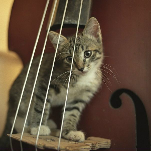 Дмитрий Румынин фото №2