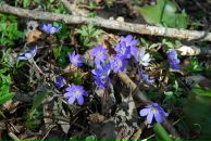 Фотография Еремеева Ивана