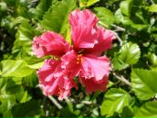 Фотография Карпачёвой Алёны