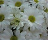 Іра Коротченко фотография #32 (источник - https://vk.com/id52973283)