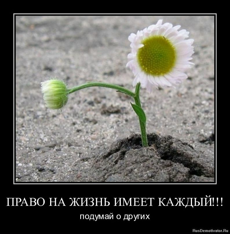 Софья Гаврилова фотография #49