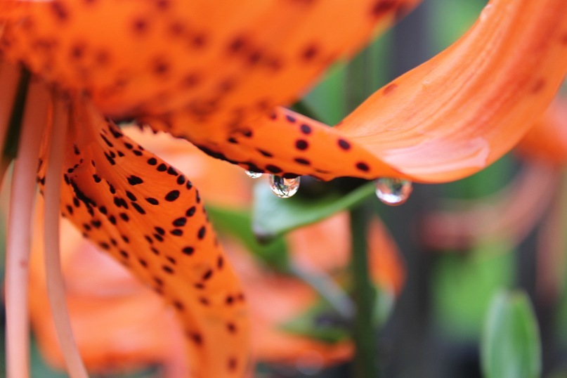 Денис Самсонов фотография #47