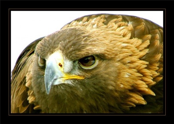 №15, Андрюха Соколов №15, Андрюха Соколов