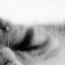 Роман Шкільняк фотография #17 (источник - https://vk.com/id61440606)