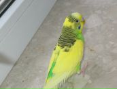 Віталік Палинський фотография #46 (источник - https://vk.com/id27052767)