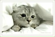 Фотография Скворцова Ирина