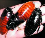 Фотография Гусева Дениски