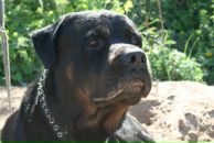 Фотография Абрикосова Сигизмунда