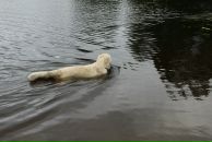 Иван Любченко фотография #36 (источник - https://vk.com/id682883)