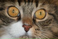 Фотография Гурочкиной Ирины