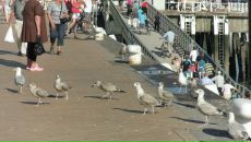 Александра Сутырина фотография #37 (источник - https://vk.com/id496101)