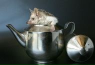 Фотография Красуцкой Елены