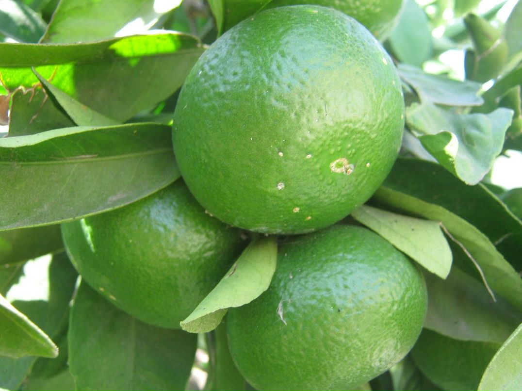 Дмитрий Орлов фотография #34