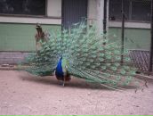 Фотография Алексеева Вячеслава