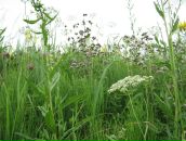 Фотография Шестаковой Анны