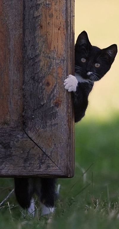 Во Ва фотография #28