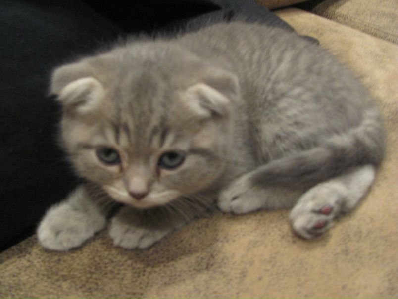 Евгений Леонов фото №20