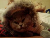 Фотография Лапенко Инессы