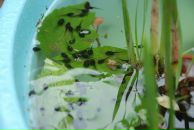 Илья Ткаленко фотография #45 (источник - https://vk.com/id1700512)