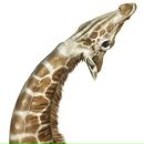 Фотография Олеговича Романа