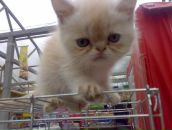 Фотография Опацкий Владислав