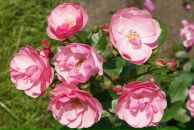 Фотография Шеиной Олеси