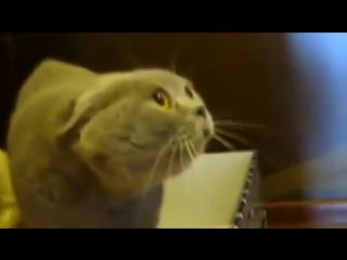 Говорящий котяра