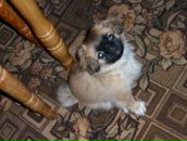 Олексій Степчук фотография #13 (источник - https://vk.com/id40079081)