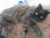 Фотография Самойловой Надежды