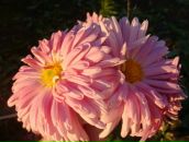 Фотография Головко Дианочки