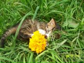 Іннуся Ануфрієва фотография #7 (источник - https://vk.com/id53040006)