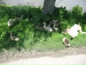 Наталія Муціківська фотография #35 (источник - https://vk.com/id8900795)