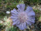 Zelim Debi фотография #45 (источник - https://vk.com/id2827237)