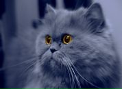 Фотография Алиевой Алсу