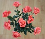 Фотография Шупель Ольги