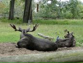 Рома Силаков фотография #13 (источник - https://vk.com/id462288)