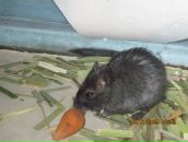 Надія Сергійчук фотография #27 (источник - https://vk.com/id97542898)