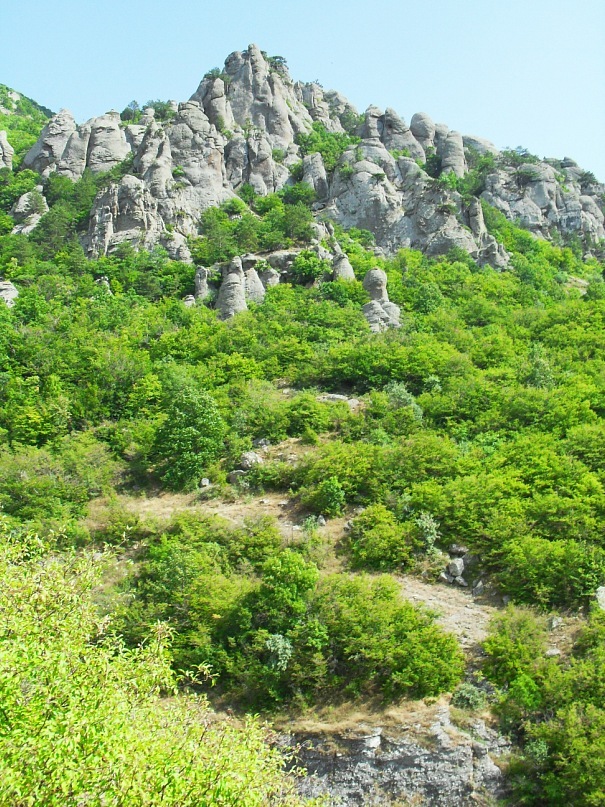 Phasma Morulus фотография #44