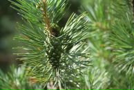 Фотография Gruzdeva Anna